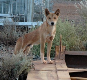 Dingo