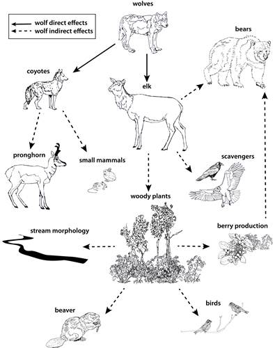 Conceptual diagram showing direct (solid lines) and indirect (dashed lines) effects of grey wolf reintroduction into the Greater Yellowstone ecosystem (Ripple et al. 2014)
