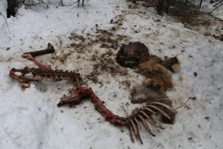 A wolf-kill site