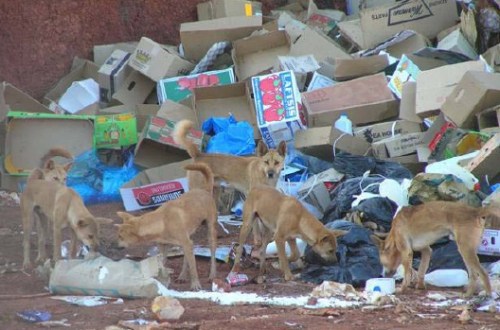 Dingoes scavenge at a waste facility