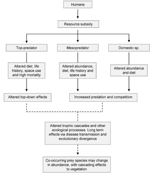 Conceptual framework depicting the potential changes to food-webs when predators access human-provided resource subsidies. Solid lines are direct effects and dotted lines are indirect effects. Subsidies result in changes to space-use, life history parameters, diet and density of predators. These responses may indirectly affect co-occurring predators and prey.