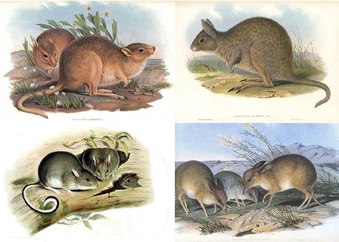 Mammals