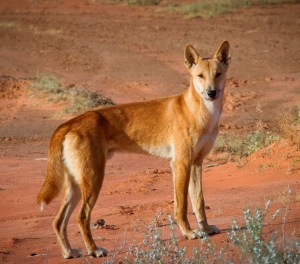 The dingo. Source Bobby Tamayo.