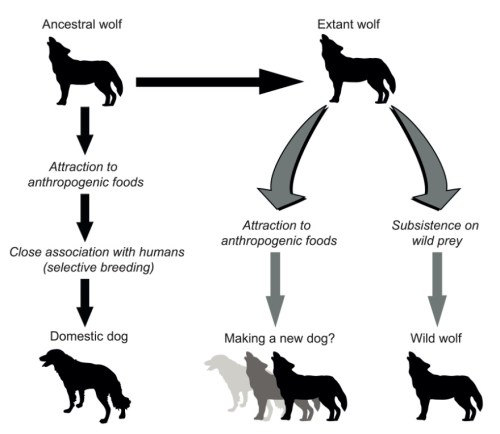 DogDomestication