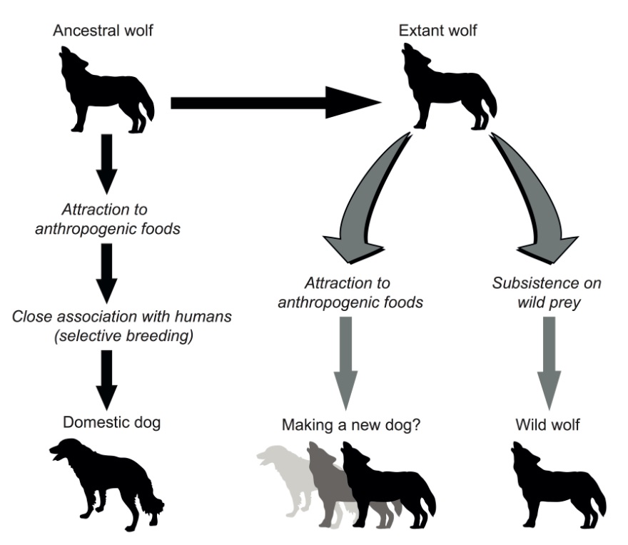 DogDomestication
